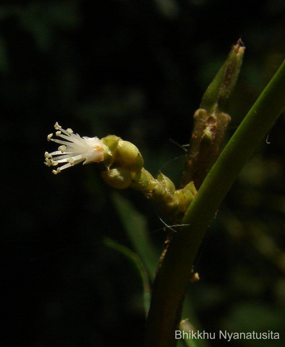 Agrostistachys indica Dalzell